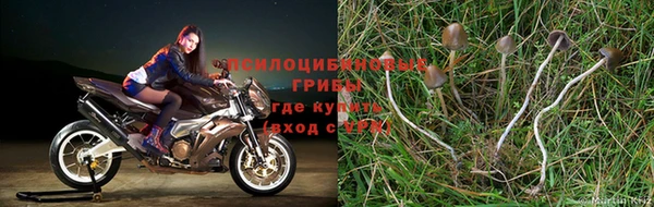 шишки Новозыбков